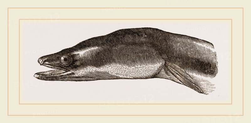 Head of Eel