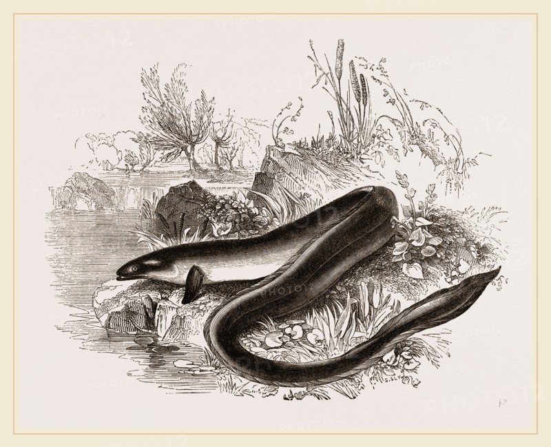 Sharp nosed Eel