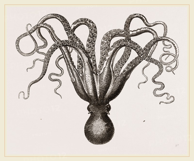 Common Cuttle-fish