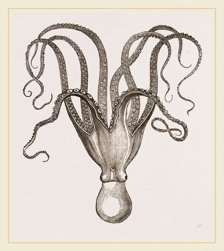 Cuttle-fish