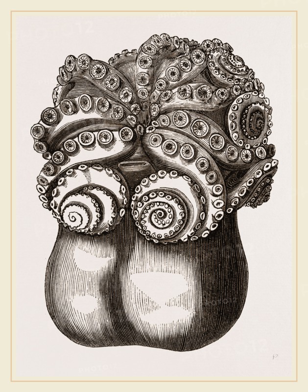 Ventricose Cuttle fish
