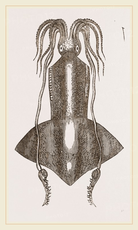 Banks's Onychoteuthis