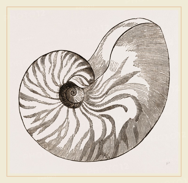 Shell of Umbilicated Nautilus