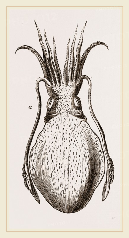 Officinal Cuttle-fish