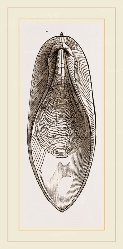 Internal Shell of Cuttle-fish