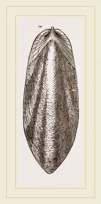 Internal Shell of Cuttle-fish