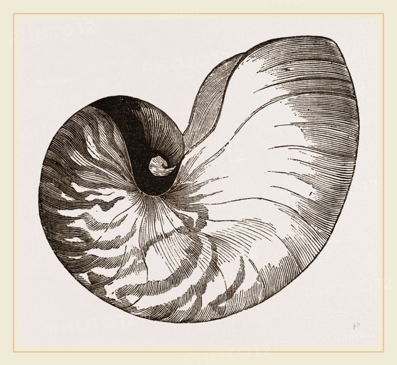 Shell of Pearly Nautilus