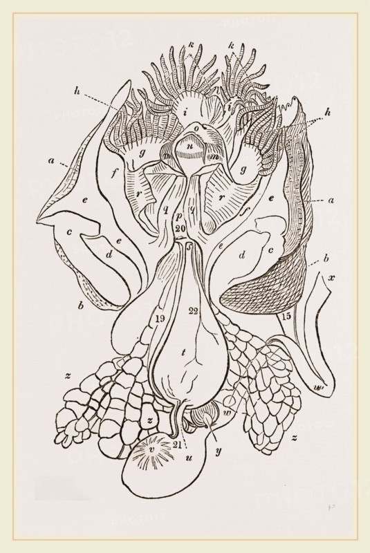 Structure of Nautilus