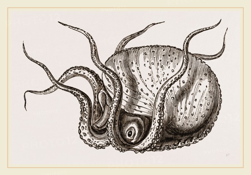 Argonaut moving on its head