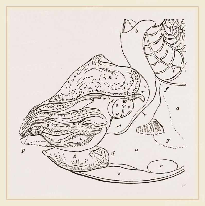 Structure of Nautilus