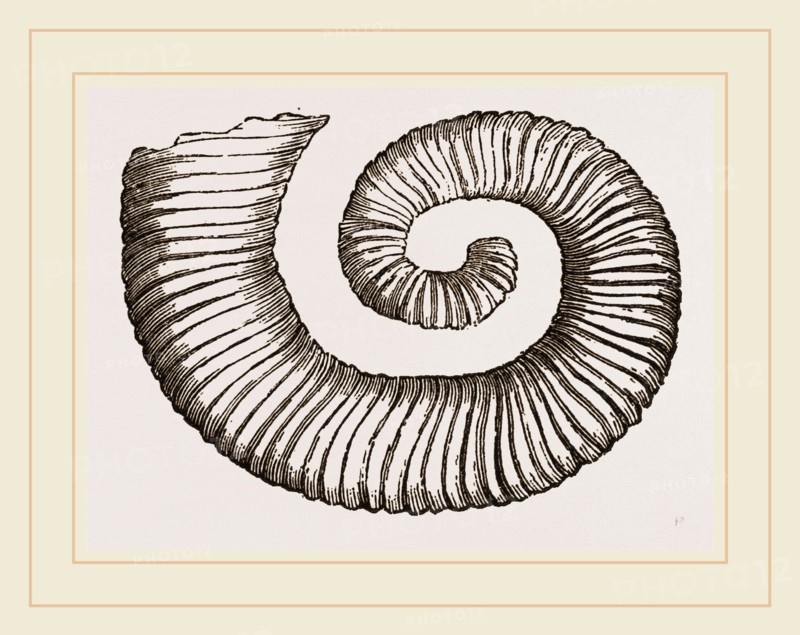 Duval's Crioceratite