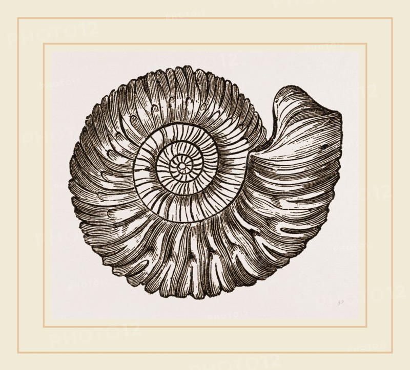 Ammonite Mouth perfect