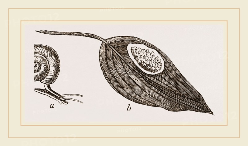 Keeled Planorbis