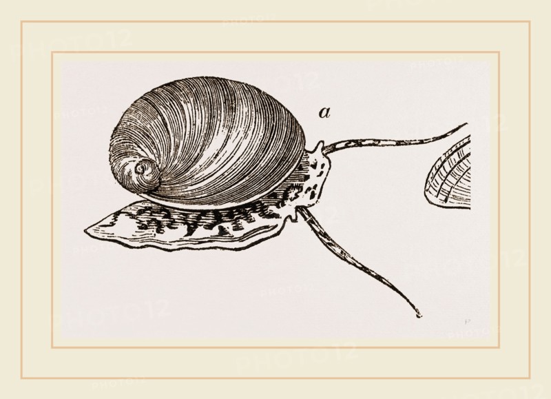 Neritina