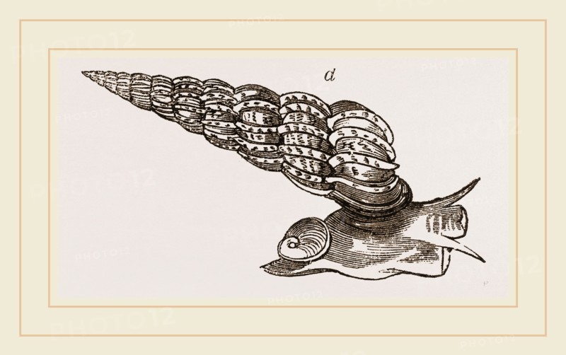 Common False Wentletrap