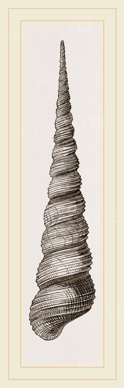 Awl shaped Turritella