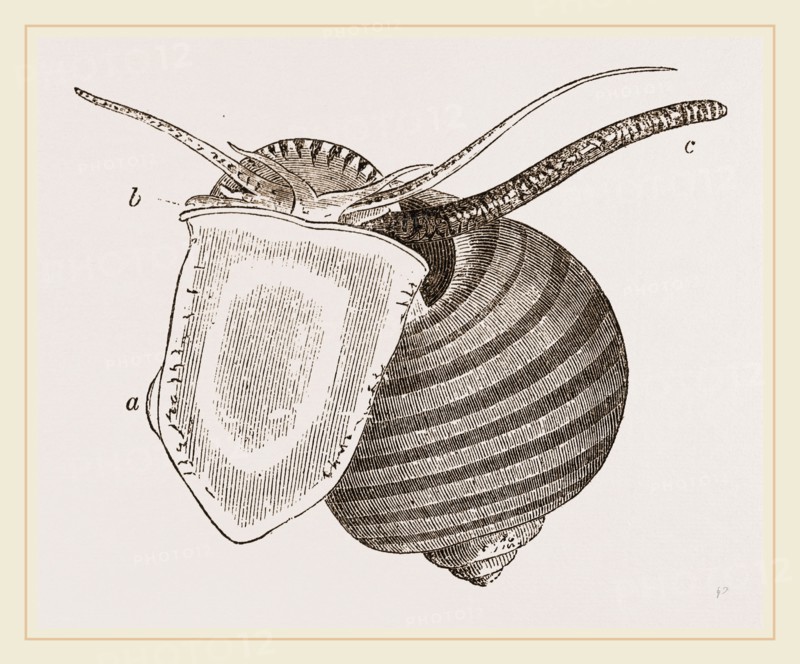 Doubtful Ampullaria