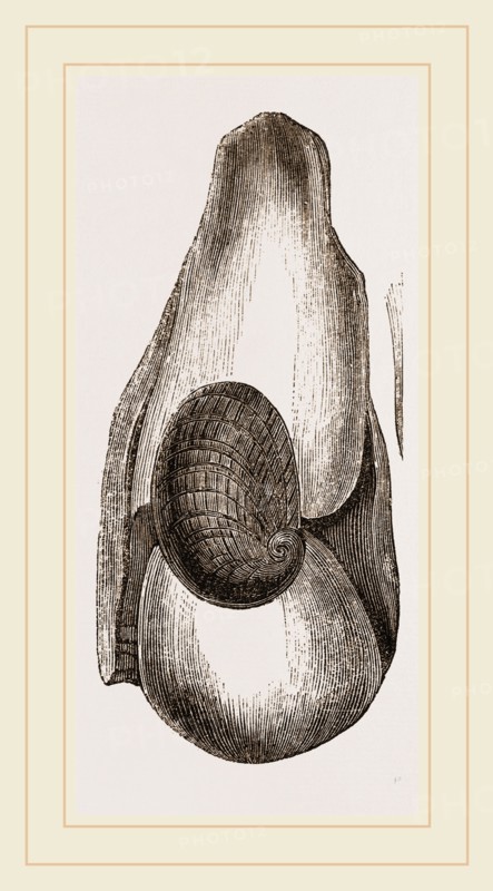 Leach's Cryptosome