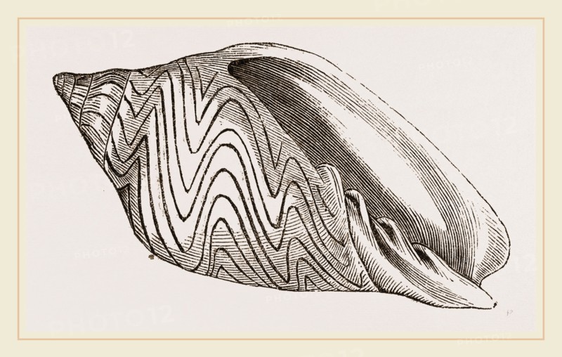Shell of Undulated Volute