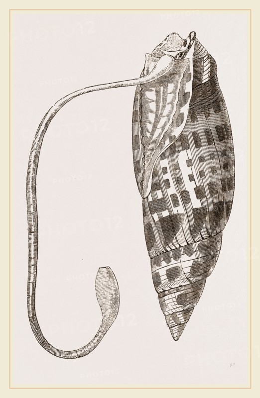 Episcopal Mitre