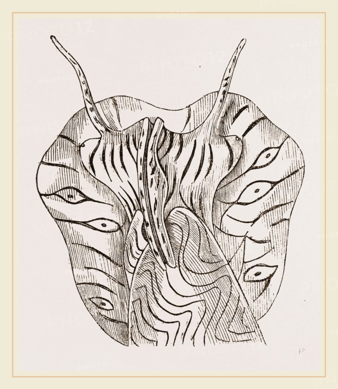 Undulated Volute Anterior Part