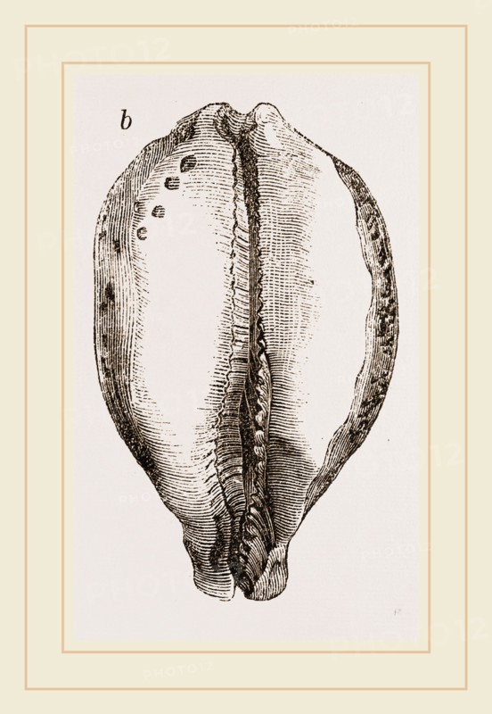 Map Cowry