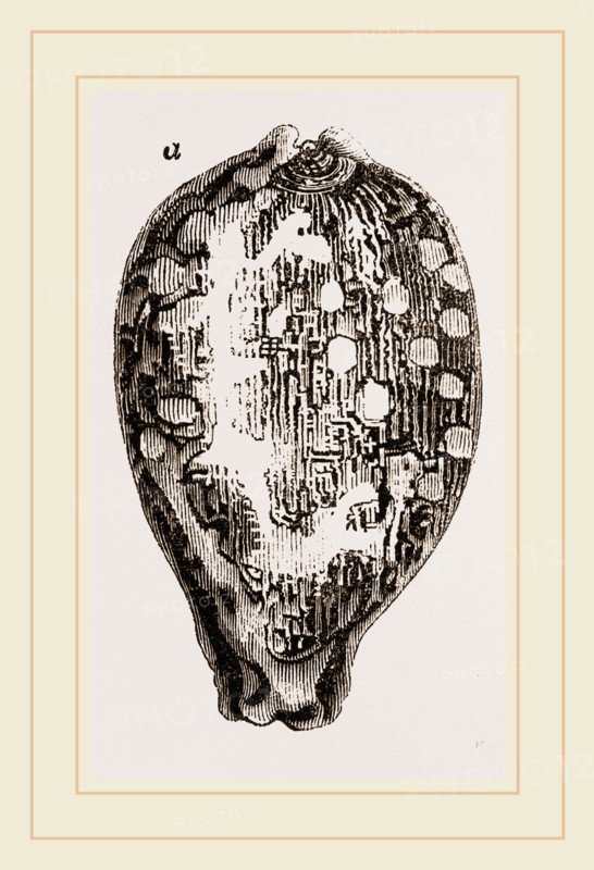Map Cowry