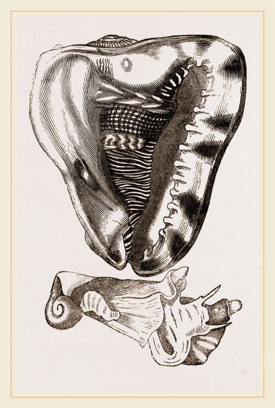 Tuberose Cassis and Mollusk of C. sulcata