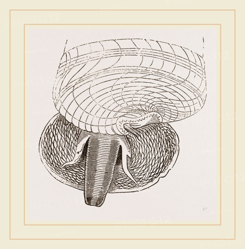 Marsh Cerithium and Animal of C Telescopium