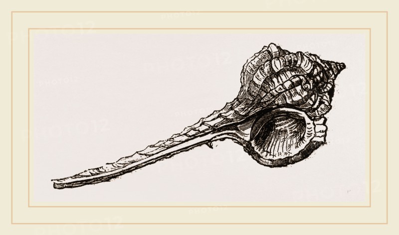 Woodcock's Head