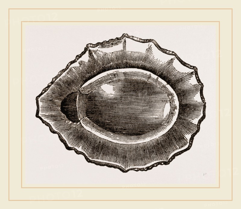 Spoon shaped Limpet