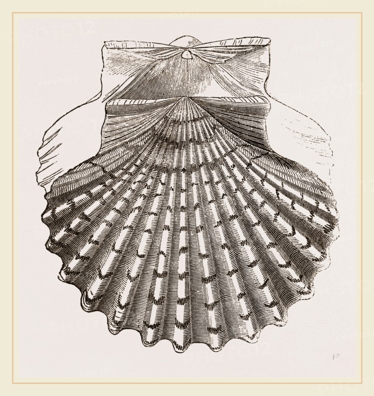 St. James Cockle