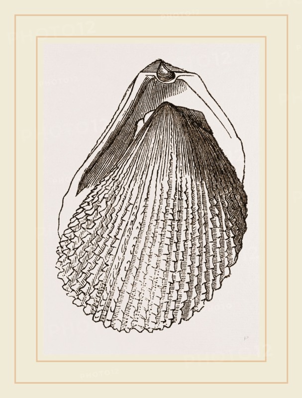 Squamous Lima