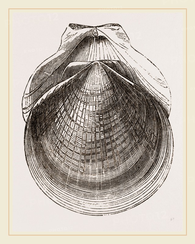 Flounder Scallop
