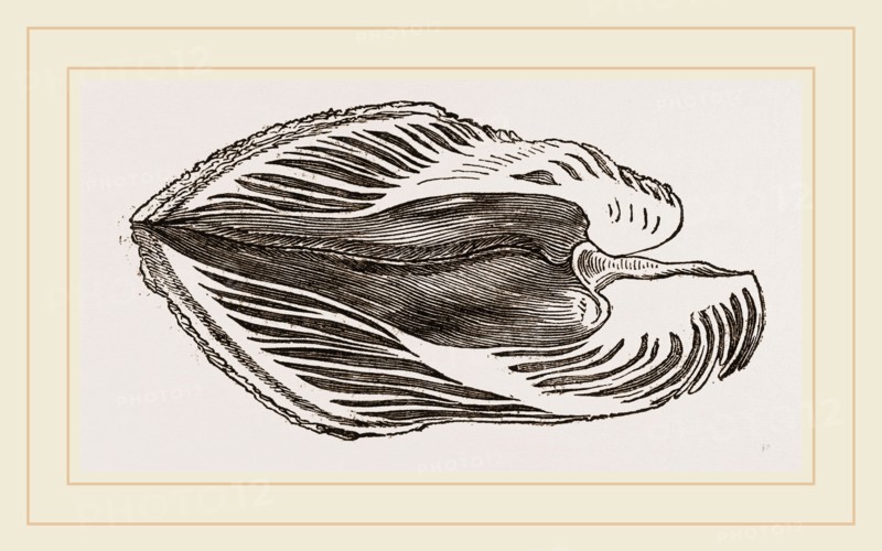 Section of Water-Spondylus