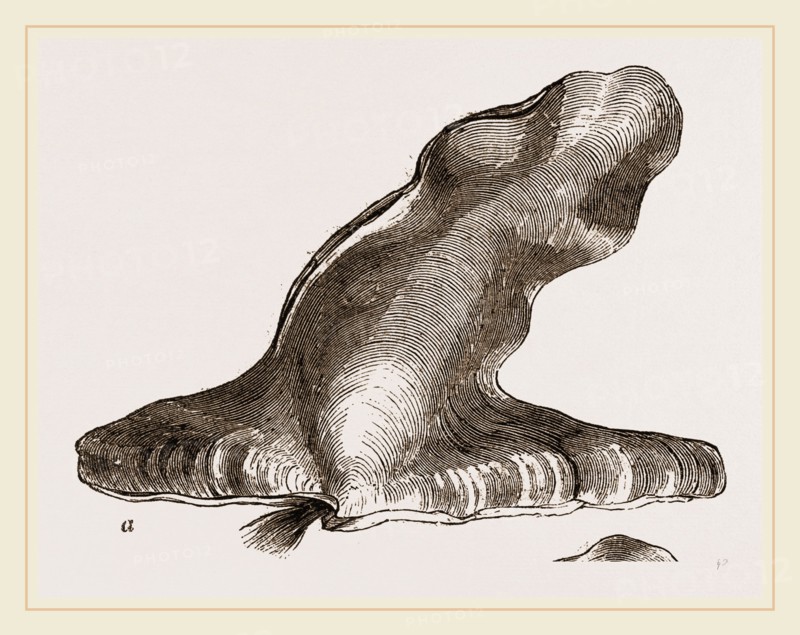 Hammer headed Oyster