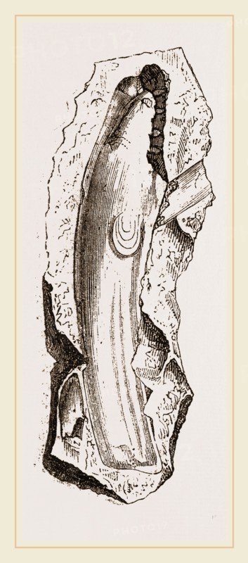 Gervillia solenoides