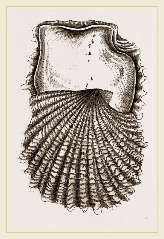 Pearl-Oyster Young