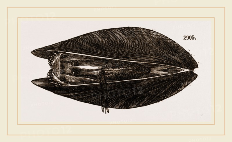 Mussel