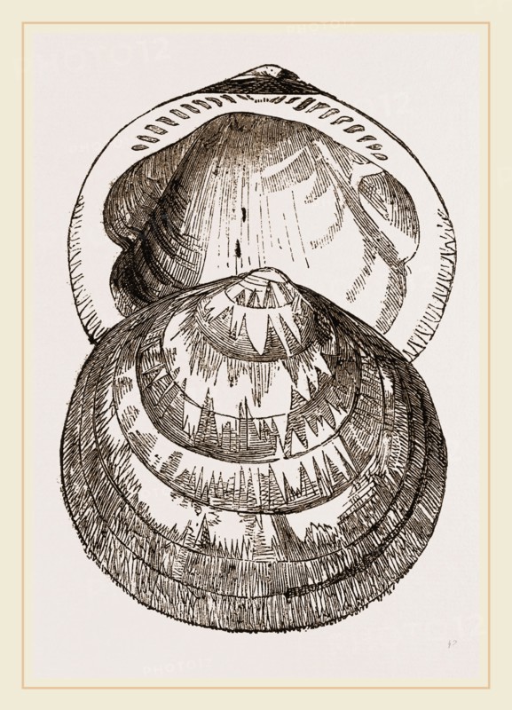 Hairy Pectunculus