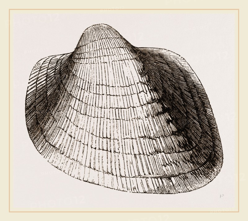 Eared Cumllaea