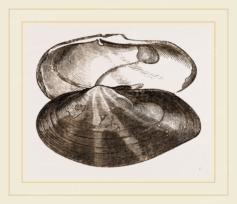Radiated Soletellina