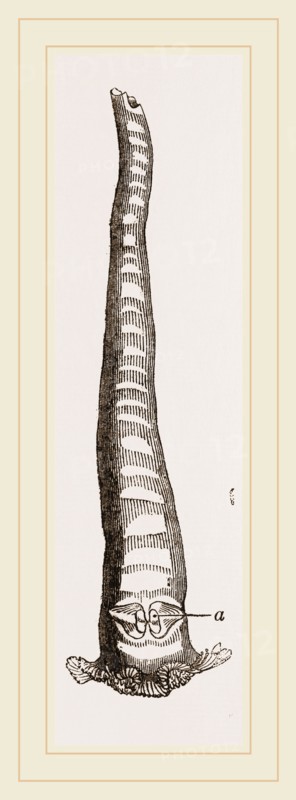 Javanese Aspergillum