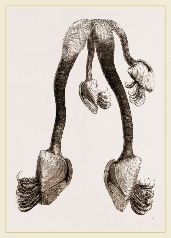 Common Bernicle