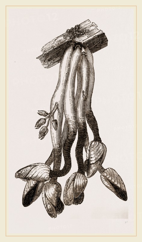 Duck Bernicle