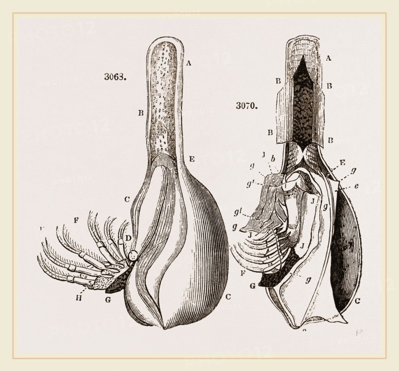 Anatomy of Bernicle