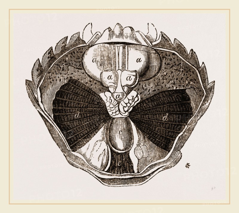 Carcinus maenas open