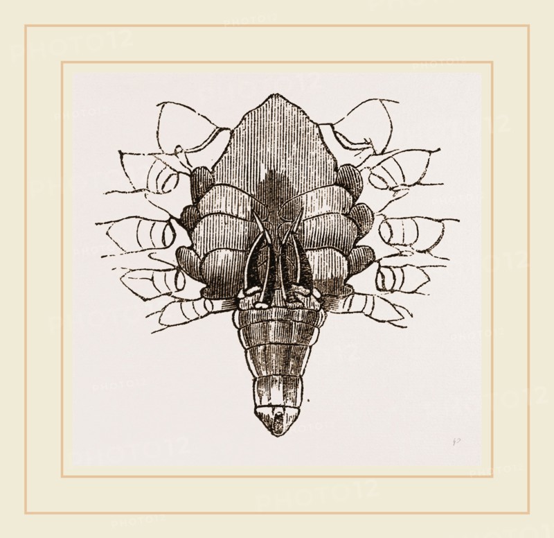 Under side of Male Crab