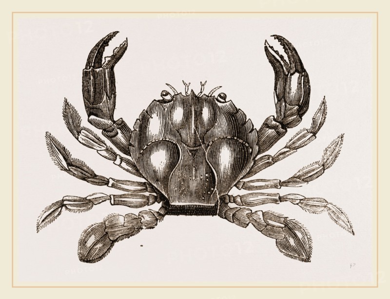 Polybius Henslowii