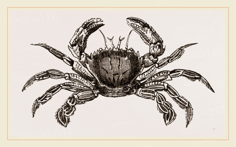 Portunus puber